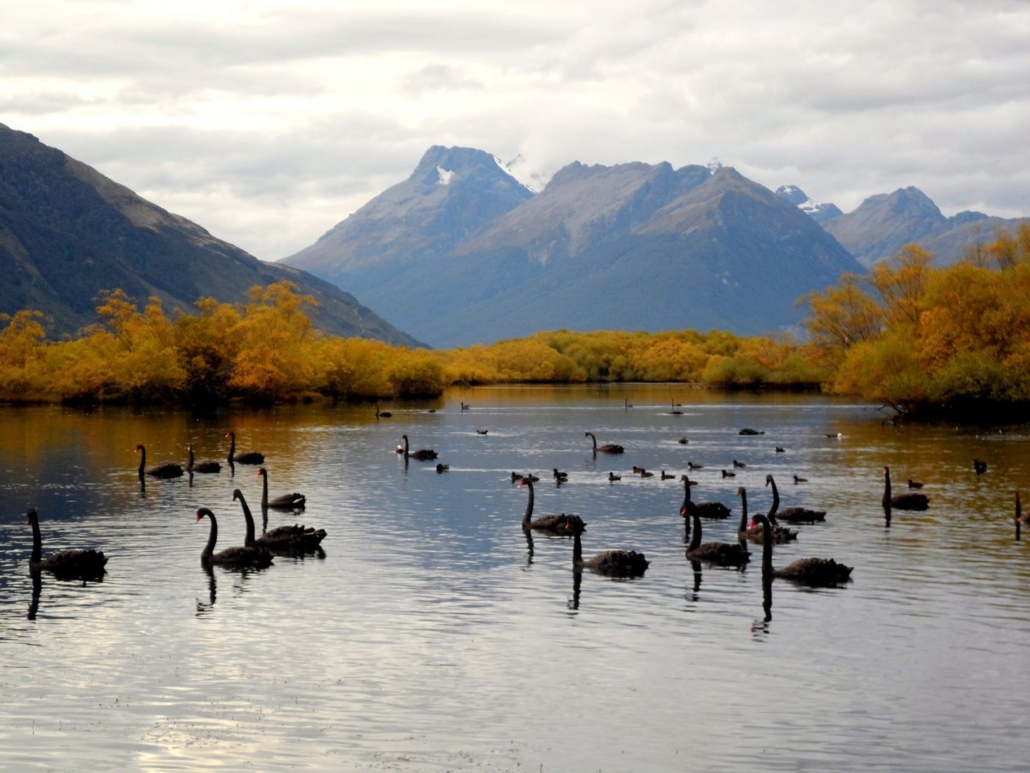 black swans on lagoon with mountains and yellow trees