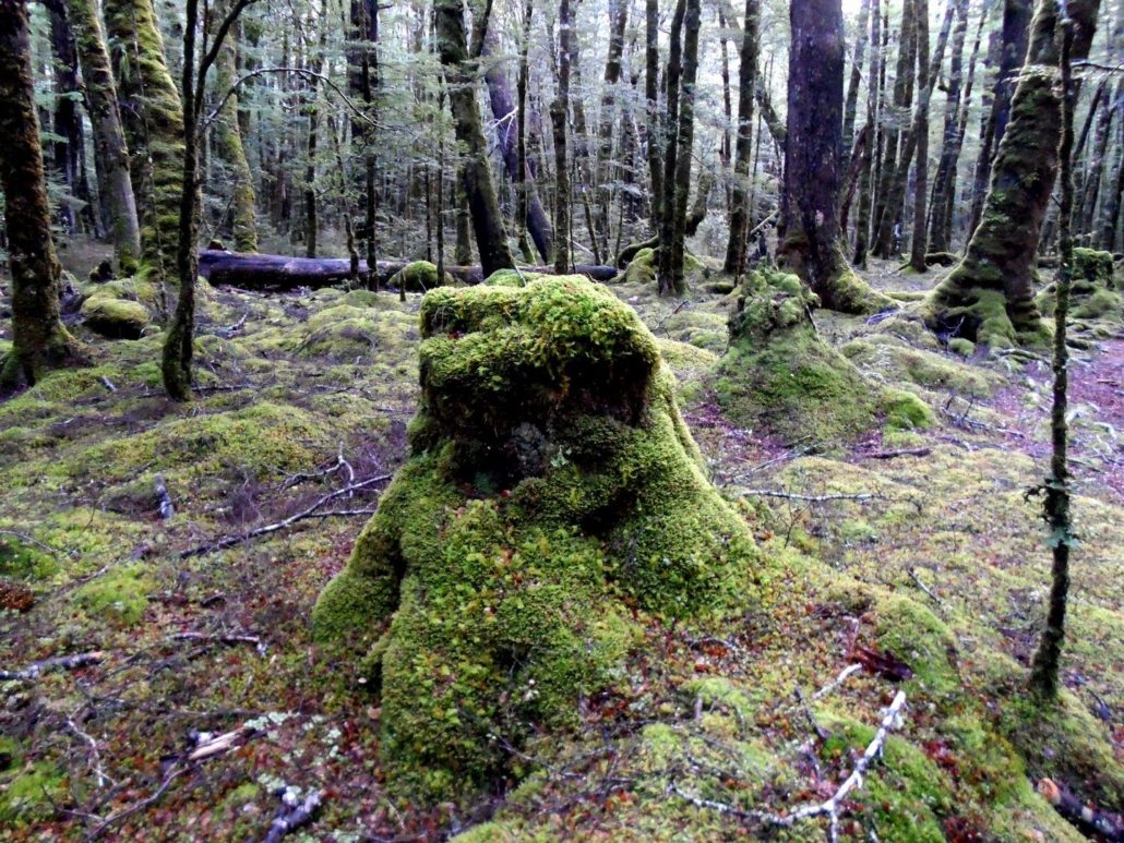 mossy tree stump in forest