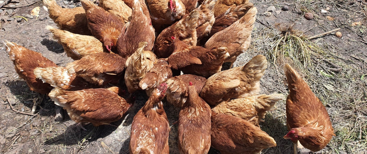 Group of chickens all face down pecking the ground