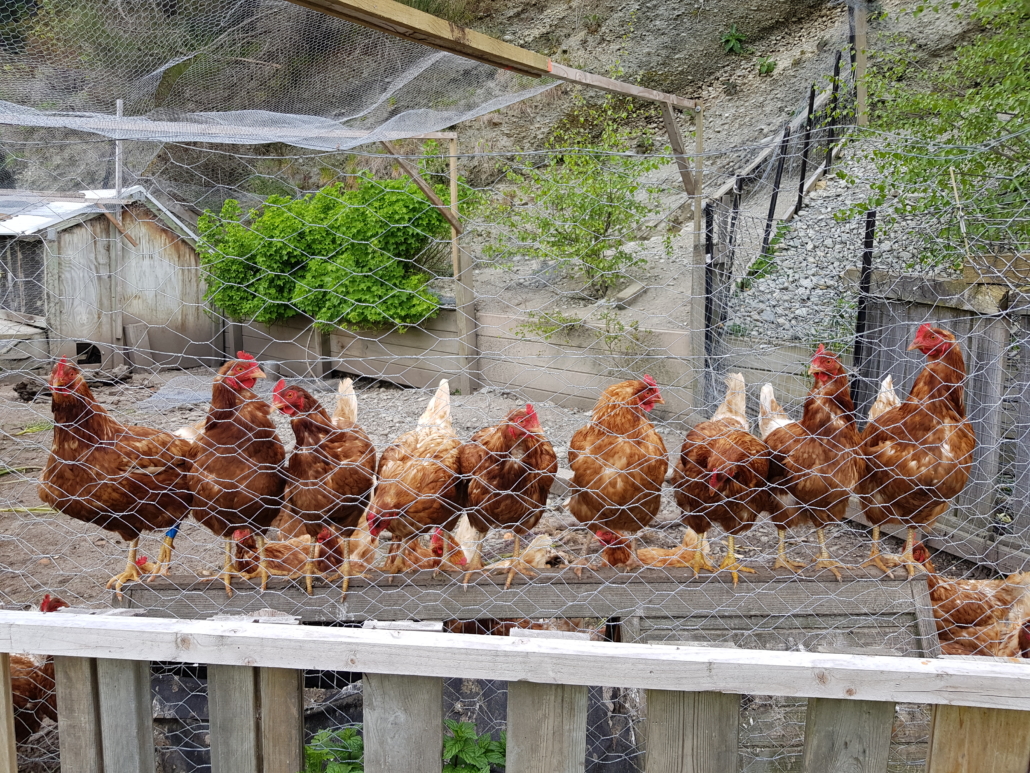 Many Kinloch chickens all standing in a row