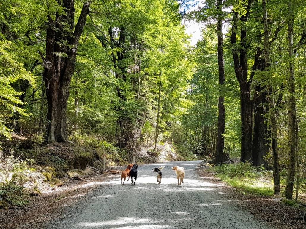 4 dogs walking together through beech forest on Greenstone Road