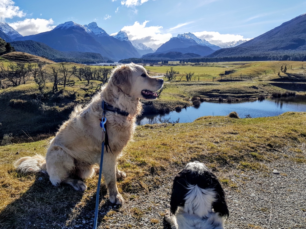 Golden retriever sittiing in front of mountains and pond view
